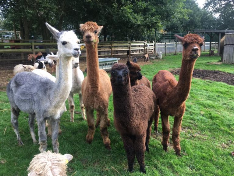 Rutland Farm Park Discover Rutland