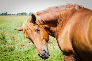 Suffolk punch horse -rare breed animals